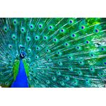 Casa si Gradina - Decoratiuni - Tapet - Tablou canvas Paun 1, 105 x 70 cm - Infinity.ro