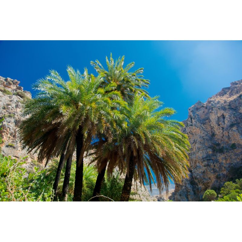 Casa si Gradina - Decoratiuni - Tapet - Tablou canvas Palmier 30, 75 x 50 cm - Infinity.ro