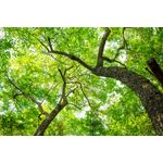 Casa si Gradina - Decoratiuni - Tapet - Autocolant, Copaci, 270 x 200 cm - Infinity.ro