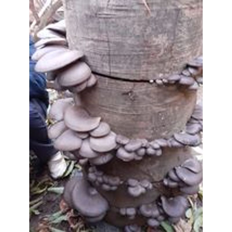 Casa si Gradina - Gradinarit si plante - Plante si ghivece - Bulbi, seminte si rasaduri - Set 4 Pungi de Mceliu Pleurotus 1 termometru higrometru LCD + Bonus Curs  cultivarea ciupercilor Pleurotus. - Infinity.ro