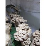 Casa si Gradina - Gradinarit si plante - Plante si ghivece - Bulbi, seminte si rasaduri - Set 4 Saculeti pregatiti Pleurotus + Bonus termometru igrometru LCD - Infinity.ro