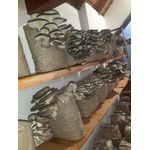 Casa si Gradina - Gradinarit si plante - Plante si ghivece - Bulbi, seminte si rasaduri - Set 4 Pungi de Mceliu Pleurotus 1 termometru higrometru LCD + Bonus Curs  cultivarea ciupercilor Pleurotus. - Infinity.ro