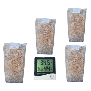 Casa si Gradina - Gradinarit si plante - Plante si ghivece - Infinity.ro