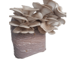 Casa si Gradina - Gradinarit si plante - Plante si ghivece - Bulbi, seminte si rasaduri - Set 4 Saculeti pregatiti Pleurotus + Bonus termometru igrometru LCD - Infinity.ro