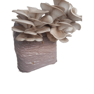 Casa si Gradina - Gradinarit si plante - Plante si ghivece - Infinity.ro