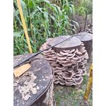 Casa si Gradina - Gradinarit si plante - Plante si ghivece - Bulbi, seminte si rasaduri - Set 4 Pungi de Mceliu Pleurotus 1 termometru higrometru LCD + Bonus Curs  cultivarea ciupercilor Pleurotus. - Infinity.ro