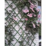 Casa si Gradina - Gradina si terasa - Garduri, panouri si accesorii - Nature Gard de gradina tip Trellis, 50 x 150 cm PVC, verde, 6040702 - Infinity.ro