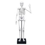 Jucarii, Copii si Bebe - Jucarii si jocuri - Jucarii & jocuri educative - Jocuri si jucarii educative - Schelet Gigant 45 cm - Infinity.ro
