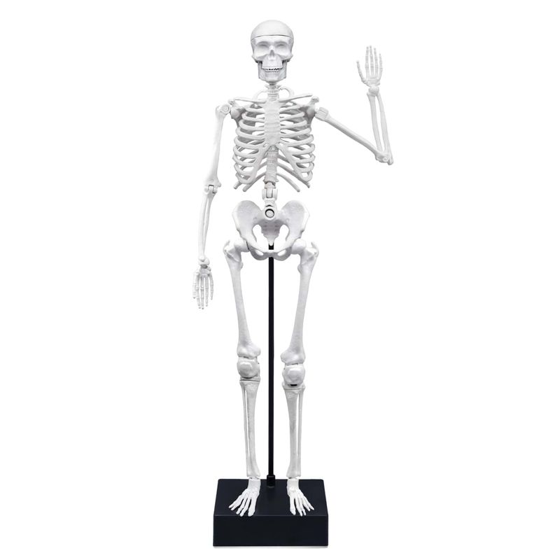 Jucarii, Copii si Bebe - Jucarii si jocuri - Jucarii & jocuri educative - Jocuri si jucarii educative - Schelet Gigant 45 cm - Infinity.ro