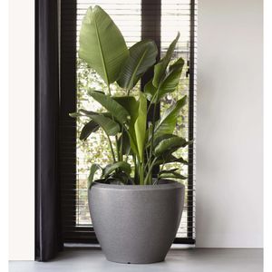 Capi Jardiniera plante joasa „Arc Granite”