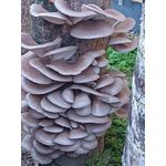 Casa si Gradina - Gradinarit si plante - Plante si ghivece - Bulbi, seminte si rasaduri - Set 2 Pungi de 10 litri Miceliu Pleurotus Italspawn Italia - Infinity.ro