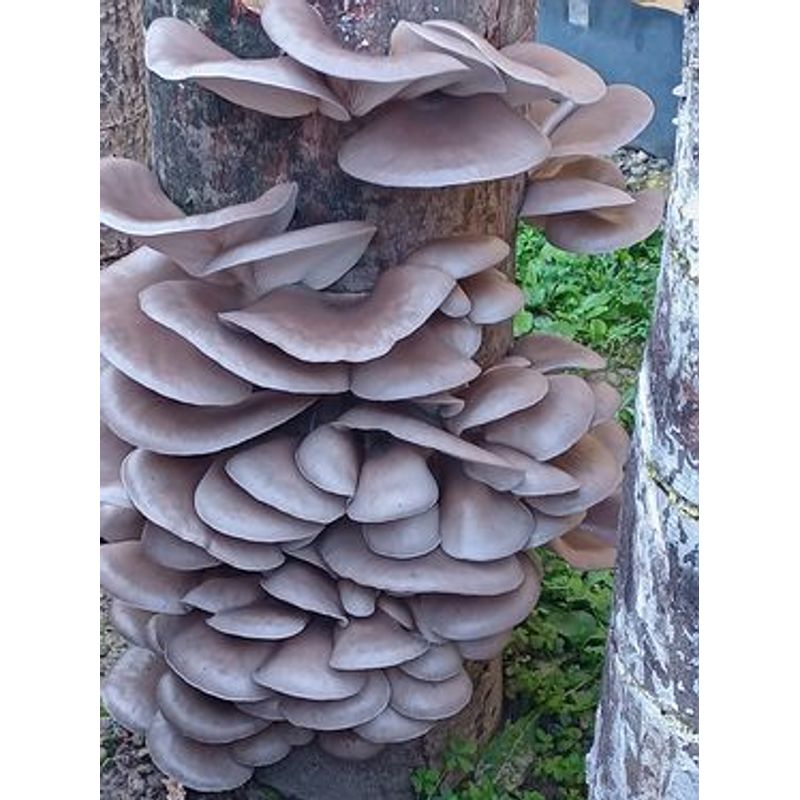 Casa si Gradina - Gradinarit si plante - Plante si ghivece - Bulbi, seminte si rasaduri - Set 2 Pungi de 10 litri Miceliu Pleurotus Italspawn Italia - Infinity.ro