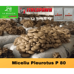 Casa si Gradina - Gradinarit si plante - Plante si ghivece - Bulbi, seminte si rasaduri - Set 2 Pungi de 10 litri Miceliu Pleurotus Italspawn Italia - Infinity.ro