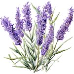 Casa si Gradina - Decoratiuni - Stickere decorative - Sticker decorativ, Lavanda, Mov, 62 cm, 1339STK-5 - Infinity.ro