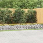 Casa si Gradina - Gradinarit si plante - Plante si ghivece - Ghivece si suporturi - Strat inaltat cu gabion arcuit, 800x100x50 cm, fier galvanizat - Infinity.ro