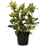 Casa si Gradina - Gradinarit si plante - Plante si ghivece - Plante in ghiveci - Planta naturala Rhododendron 'Madame Masson', decorativa de exterior, in ghiveci C2, 30-40 cm, alb - Infinity.ro