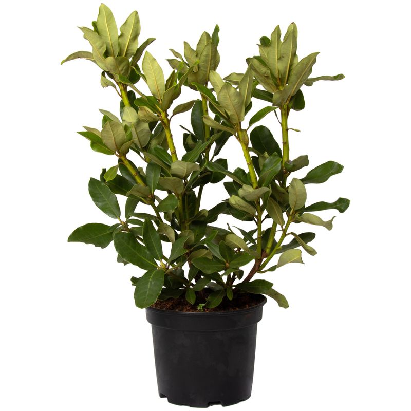 Casa si Gradina - Gradinarit si plante - Plante si ghivece - Plante in ghiveci - Planta naturala Rhododendron 'Madame Masson', decorativa de exterior, in ghiveci C2, 30-40 cm, alb - Infinity.ro