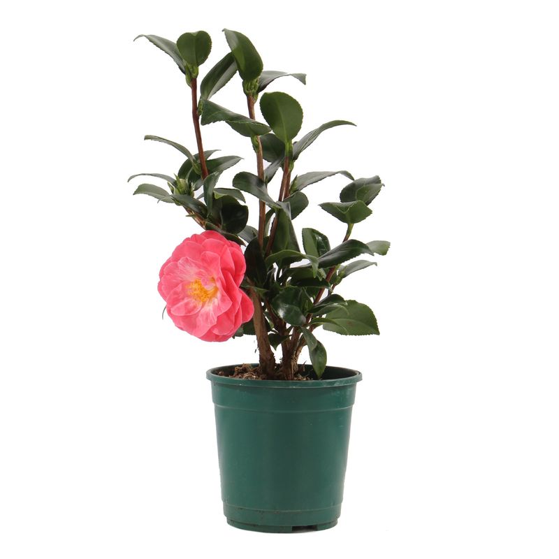 Casa si Gradina - Gradinarit si plante - Plante si ghivece - Plante in ghiveci - Camelia Japonica in ghiveci,19 cm - Infinity.ro