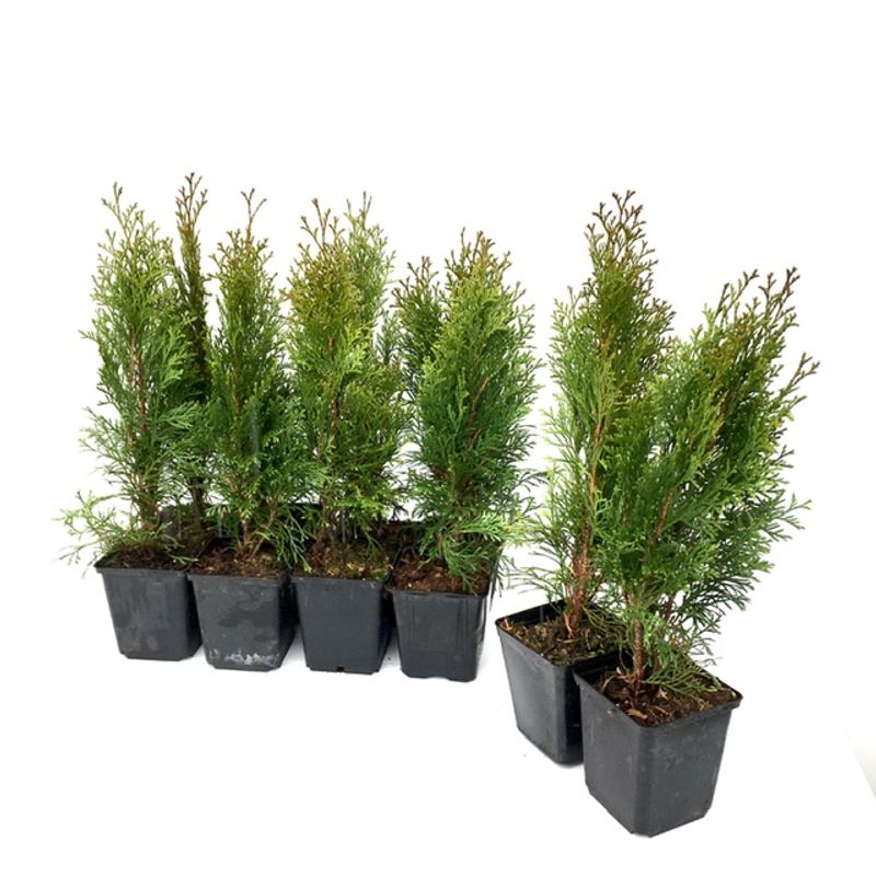 Casa si Gradina/Gradinarit si plante/Plante si ghivece/Plante in ghiveci - Set de 50 bucati Tuia Smaragd inaltime de 35 - 40 cm - Infinity.ro