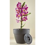 Casa si Gradina - Gradinarit si plante - Plante si ghivece - Ghivece si suporturi - Ghiveci Dracula, din plastic, cu suport scurgere, interior sau exterior, rotund, antracit, 30 x 26 cm - Infinity.ro