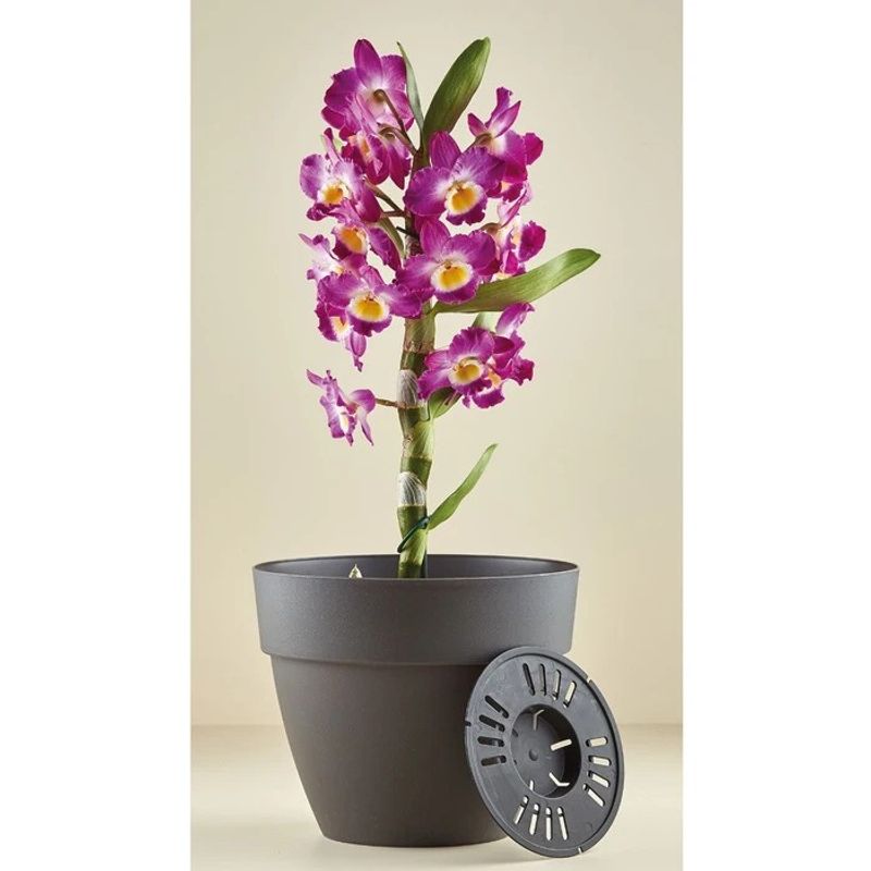 Casa si Gradina - Gradinarit si plante - Plante si ghivece - Ghivece si suporturi - Ghiveci Dracula, din plastic, cu suport scurgere, interior sau exterior, rotund, antracit, 30 x 26 cm - Infinity.ro