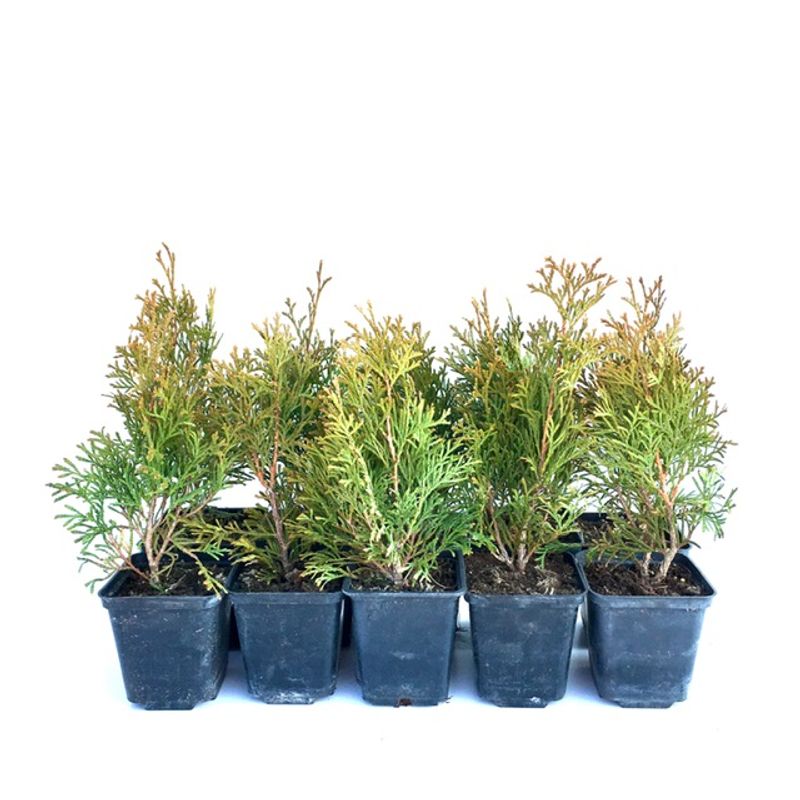 Casa si Gradina/Gradinarit si plante/Plante si ghivece/Plante in ghiveci - Set de 10 bucati Tuia Smaragd inaltime de 30 - 35 cm - Infinity.ro