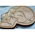 Jucarii, Copii si Bebe - Jucarii si jocuri - Jucarii & jocuri educative - Jocuri si jucarii educative - Puzzle din lemn Personalizabil, Corp si Craniu Uman Multistrat - Craniu Uman Multistrat - Infinity.ro