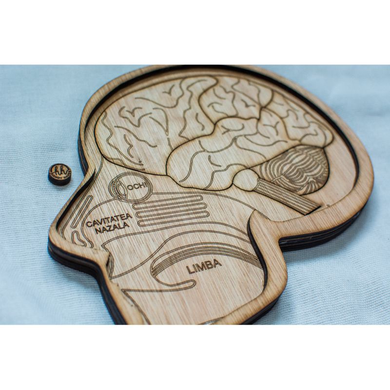 Jucarii, Copii si Bebe - Jucarii si jocuri - Jucarii & jocuri educative - Jocuri si jucarii educative - Puzzle din lemn Personalizabil, Corp si Craniu Uman Multistrat - Craniu Uman Multistrat - Infinity.ro