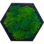 Casa si Gradina - Decoratiuni - Decoratiuni perete - Decor Forma Hexagon HH1531 din lemn Perosnalizat cu Licheni - 15x13 cm - Infinity.ro