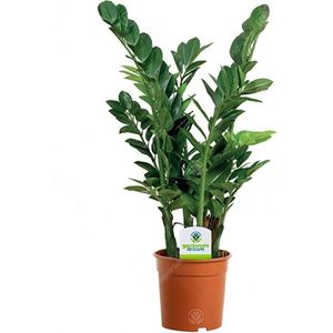Planta naturala Zamioculcas zamiifolia, 65 cm, Ghiveci Ø 17 cm