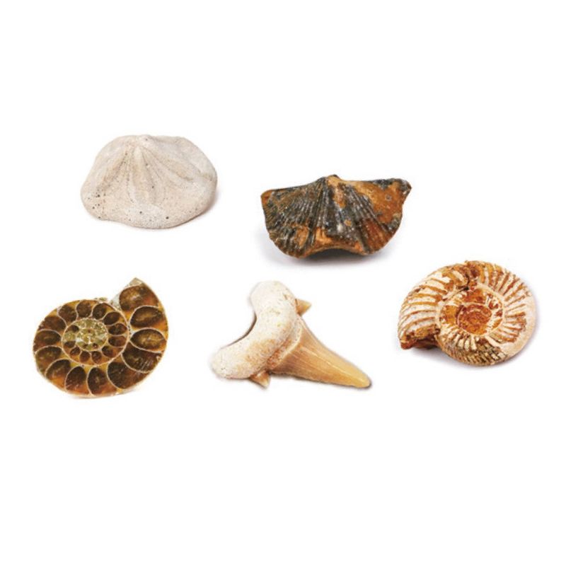 Jucarii, Copii si Bebe - Jucarii si jocuri - Jucarii & jocuri educative - Jocuri si jucarii educative - Kit paleontologie - Descopera fosile, Magnoidz, +6 ani - Infinity.ro