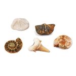 Jucarii, Copii si Bebe - Jucarii si jocuri - Jucarii & jocuri educative - Jocuri si jucarii educative - Kit paleontologie - Descopera fosile, Magnoidz, +6 ani - Infinity.ro