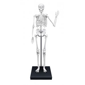 Macheta Schelet Corpul Uman 85 cm