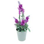 Casa si Gradina - Decoratiuni - Obiecte decorative - Plante artificiale - Lavanda artificiala in ghiveci, 28x9 cm, lila - Infinity.ro