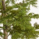 Casa si Gradina - Decoratiuni - Decoratiuni de sezon - Brad artificial decorativ Pino West, ace 3D, 216 cm, PE, verde - Infinity.ro