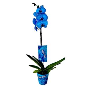 Planta naturala de interior Orhidee Magic Blue Royal blue A2, cu flori dimensiune 90 cm