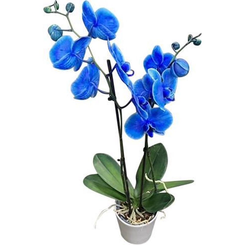 Casa si Gradina - Gradinarit si plante - Plante si ghivece - Plante in ghiveci - Planta naturala de interior Orhidee Magic Blue Royal blue A2, cu flori dimensiune 90 cm - Infinity.ro