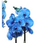 Casa si Gradina - Gradinarit si plante - Plante si ghivece - Plante in ghiveci - Planta naturala de interior Orhidee Magic Blue Royal blue A2, cu flori dimensiune 90 cm - Infinity.ro