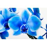 Casa si Gradina - Gradinarit si plante - Plante si ghivece - Plante in ghiveci - Planta naturala de interior Orhidee Magic Blue Royal blue A2, cu flori dimensiune 90 cm - Infinity.ro