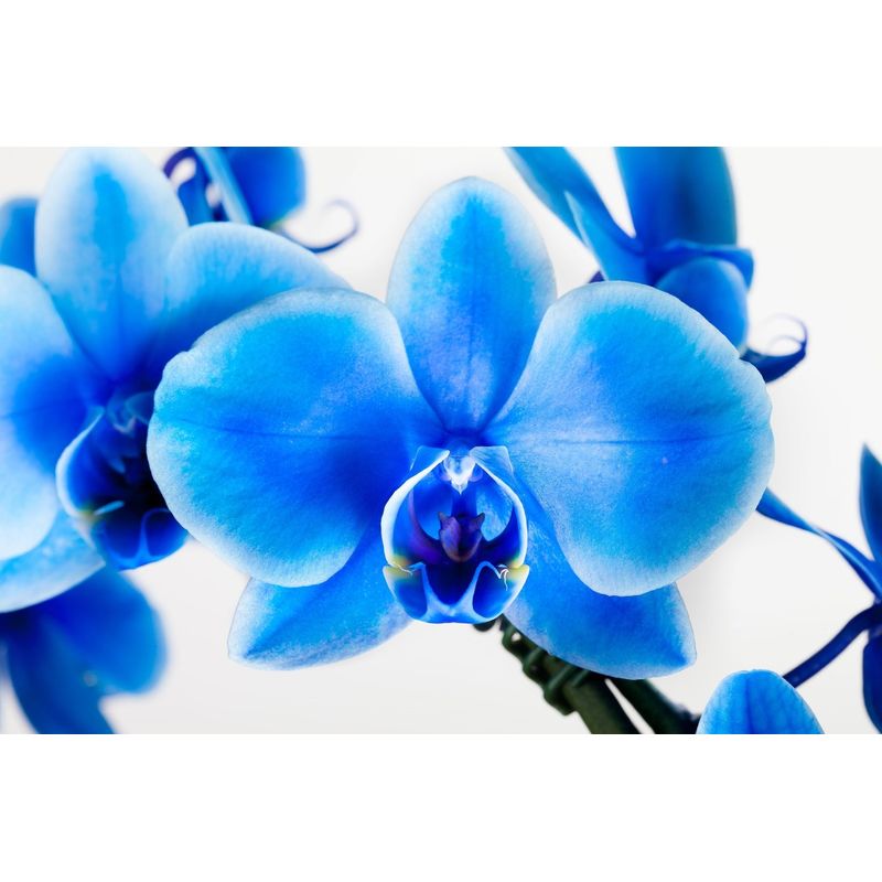 Casa si Gradina - Gradinarit si plante - Plante si ghivece - Plante in ghiveci - Planta naturala de interior Orhidee Magic Blue Royal blue A2, cu flori dimensiune 90 cm - Infinity.ro