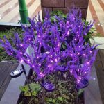Casa si Gradina - Corpuri si surse de iluminat - Iluminat exterior - Lampi solare - Set 2 Lampi Solare Tip Lavanda, 70cm Inaltime, Senzor de Lumina, IP65, Violet - Infinity.ro