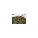Casa si Gradina/Gradina si terasa/Mobilier exterior/Accesorii pentru gradina - Plasa pvc, pentru urcarea plantelor in cultura castravetilor, 2x5 m - Infinity.ro