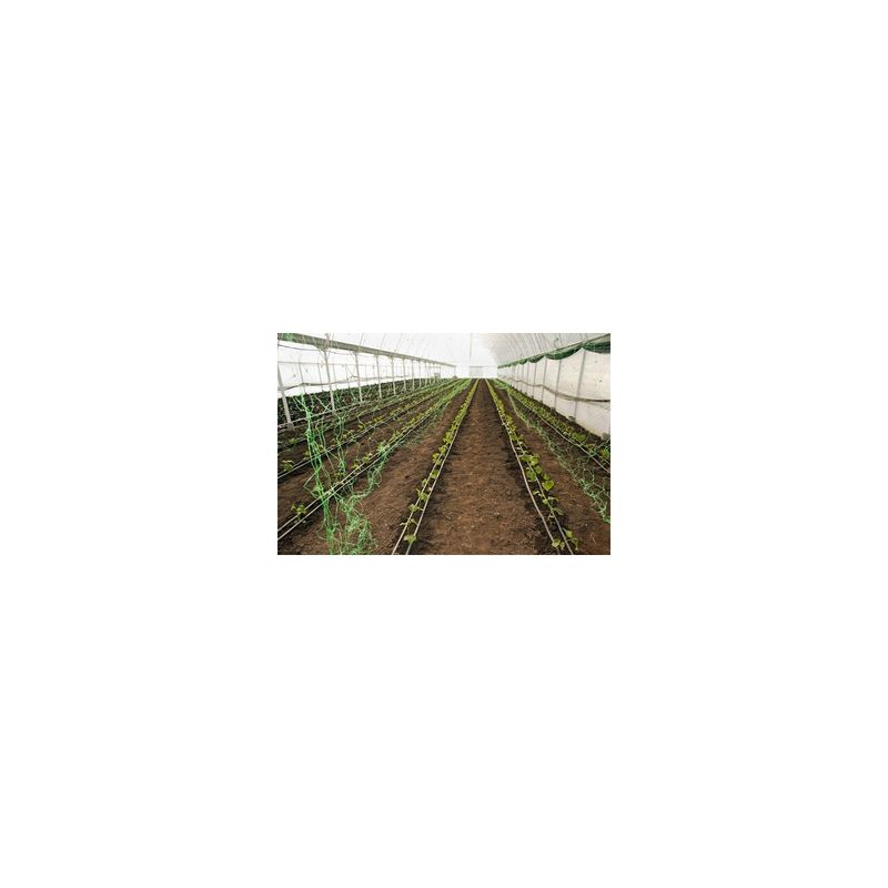 Casa si Gradina/Gradina si terasa/Mobilier exterior/Accesorii pentru gradina - Plasa pvc, pentru urcarea plantelor in cultura castravetilor, 2x5 m - Infinity.ro