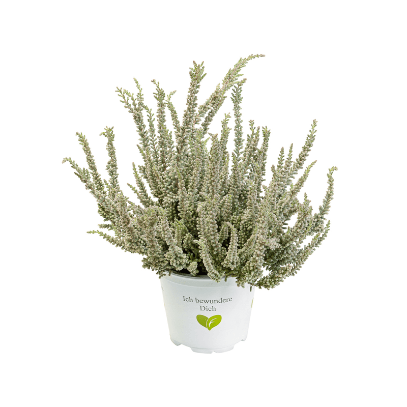 Casa si Gradina - Gradinarit si plante - Plante si ghivece - Plante in ghiveci - Planta naturala Calluna Vulgaris - Infinity.ro