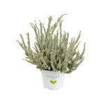 Casa si Gradina - Gradinarit si plante - Plante si ghivece - Plante in ghiveci - Planta naturala Calluna Vulgaris - Infinity.ro