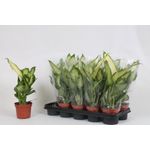 Casa si Gradina - Gradinarit si plante - Plante si ghivece - Plante in ghiveci - Planta naturala Dieffenbachia Bertina , pentru interior, dimensiune 45 cm - Infinity.ro