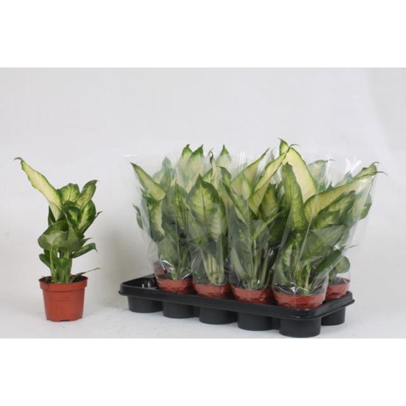 Casa si Gradina - Gradinarit si plante - Plante si ghivece - Plante in ghiveci - Planta naturala Dieffenbachia Bertina , pentru interior, dimensiune 45 cm - Infinity.ro