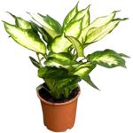 Casa si Gradina - Gradinarit si plante - Plante si ghivece - Plante in ghiveci - Planta naturala Dieffenbachia Bertina , pentru interior, dimensiune 45 cm - Infinity.ro