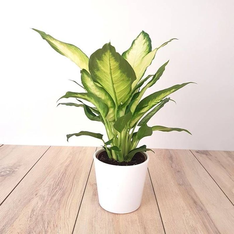 Casa si Gradina - Gradinarit si plante - Plante si ghivece - Plante in ghiveci - Planta naturala Dieffenbachia Bertina , pentru interior, dimensiune 45 cm - Infinity.ro
