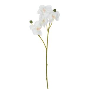 Casa si Gradina - Decoratiuni - Obiecte decorative - Infinity.ro